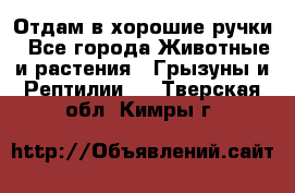 Отдам в хорошие ручки - Все города Животные и растения » Грызуны и Рептилии   . Тверская обл.,Кимры г.
